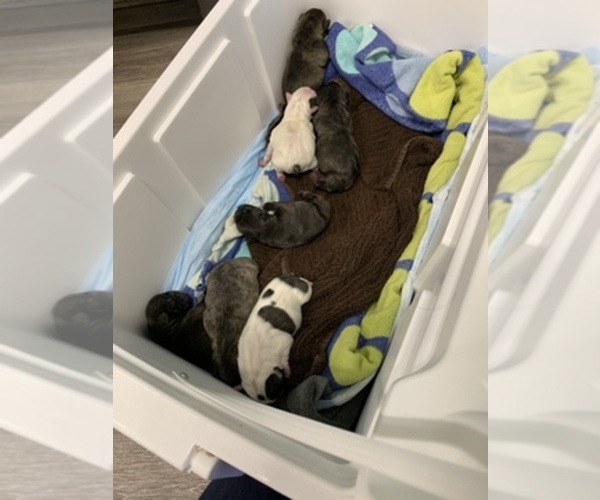 Medium Photo #1  Breeder Profile in TAFT, CA, USA