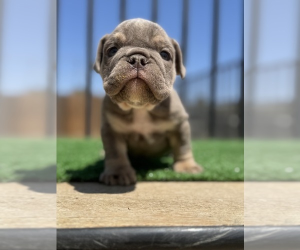 Medium Photo #5  Breeder Profile in BURBANK, CA, USA