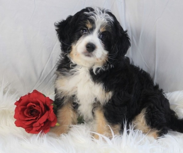 Medium Photo #2  Breeder Profile in HUNTINGTON, MA, USA