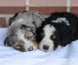 Bernedoodle Dog Breeder near WOODBURN, IN, USA