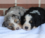 Small breeder photo