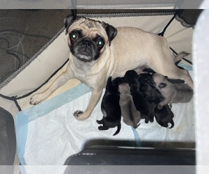 Main photo of Pug Dog Breeder near BOYNTON BEACH, FL, USA