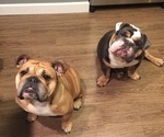 Small breeder photo