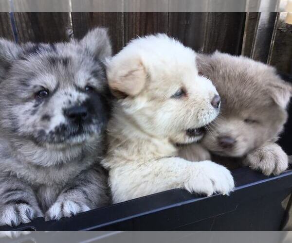 Medium Photo #1  Breeder Profile in VALLEJO, CA, USA