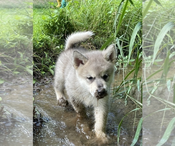 Medium Photo #106  Breeder Profile in FREDERICK, MD, USA