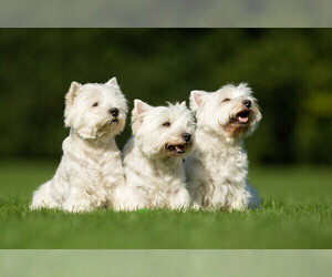 West Highland White Terrier Dog Breeder in ROMNEY,  USA