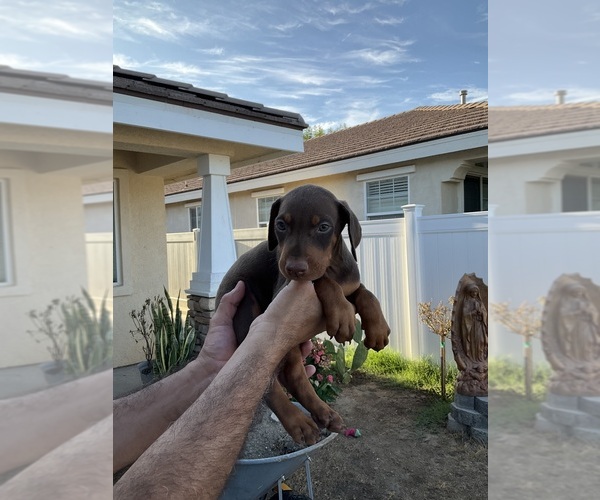 Medium Photo #4  Breeder Profile in HIGHLAND, CA, USA