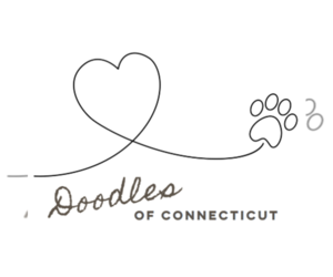 Labradoodle Dog Breeder near STAMFORD, CT, USA