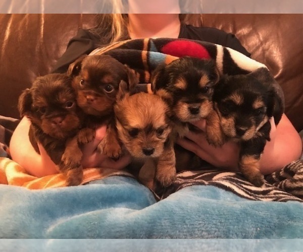 Medium Photo #3  Breeder Profile in SCOTTSDALE, AZ, USA