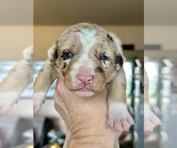 Medium Photo #56  Breeder Profile in CAMAS, WA, USA