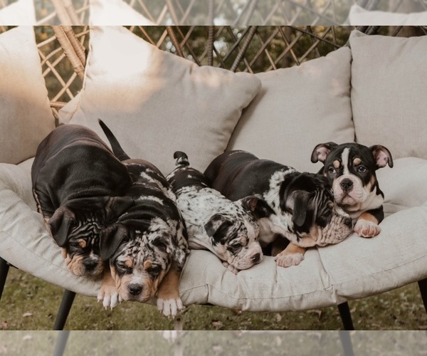 Medium Photo #19  Breeder Profile in BATTLE CREEK, MI, USA