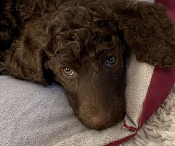 Medium Photo #1  Breeder Profile in MILFORD, OH, USA