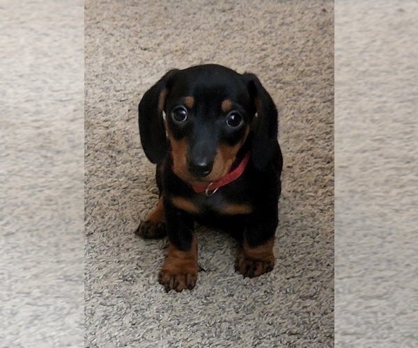 Medium Photo #6  Breeder Profile in ROY, WA, USA