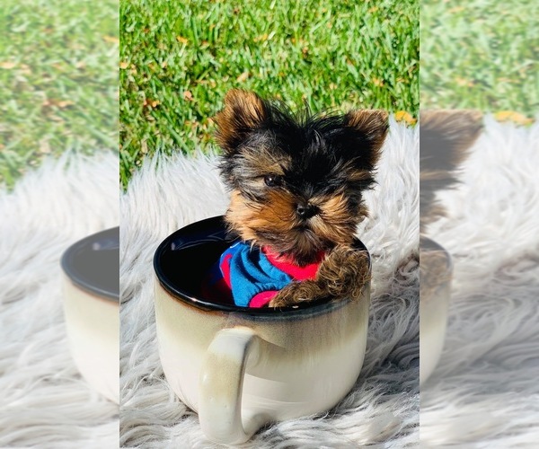 Medium Photo #2  Breeder Profile in CORAL SPRINGS, FL, USA