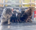 Small #15 Breeder Profile image