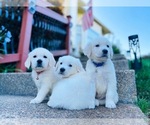 Small breeder photo