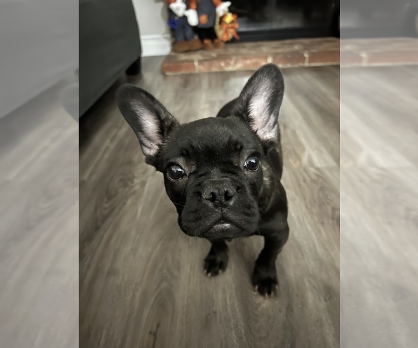 Medium Photo #8  Breeder Profile in DOWNEY, CA, USA
