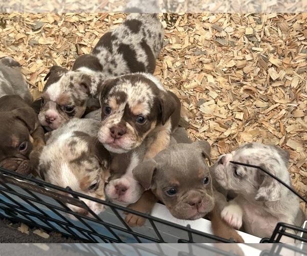 Medium Photo #1  Breeder Profile in ELK PLAIN, WA, USA