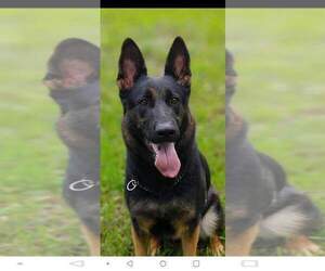 German Shepherd Dog Dog Breeder near GADSDEN, AL, USA