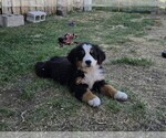 Small #10 Breeder Profile image