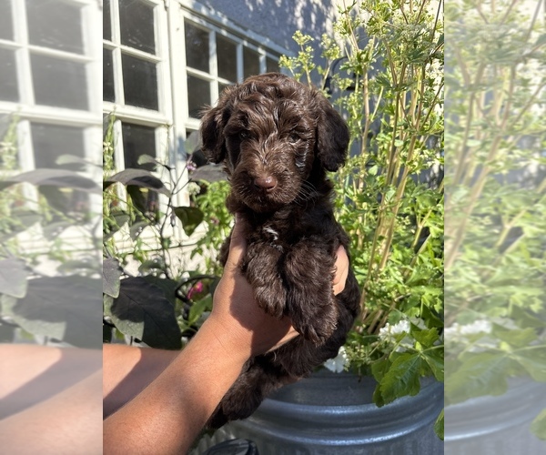Medium Photo #4  Breeder Profile in SAN JUAN CAPISTRANO, CA, USA