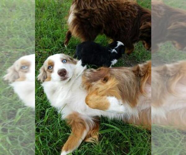 Medium Photo #1  Breeder Profile in BRASHEAR, TX, USA