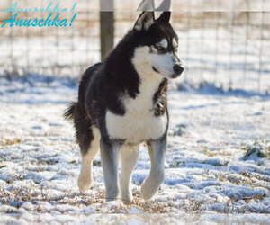 Main photo of Siberian Husky Dog Breeder near CARNESVILLE, GA, USA