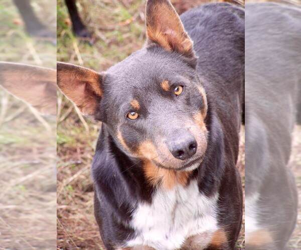 Medium Photo #43  Breeder Profile in CAMAS, WA, USA