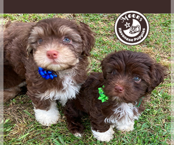 Medium Photo #1  Breeder Profile in FRIERSON, LA, USA