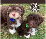 Small breeder photo