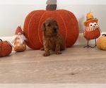 Small #4 Breeder Profile image