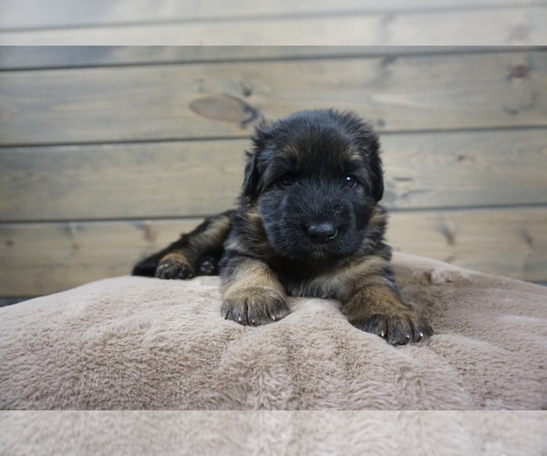 Medium Photo #3  Breeder Profile in CENTERBURG, OH, USA