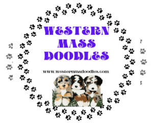 Double Doodle Dog Breeder near EAST LONGMEADOW, MA, USA
