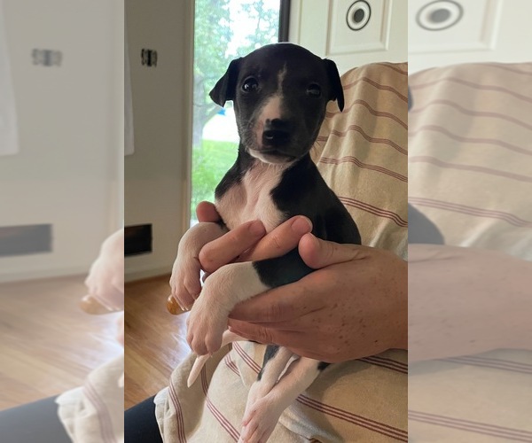 Medium Photo #3  Breeder Profile in OKLAHOMA CITY, OK, USA