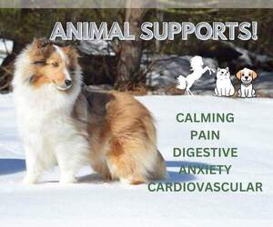 Shetland Sheepdog Dog Breeder near LUDINGTON, MI, USA