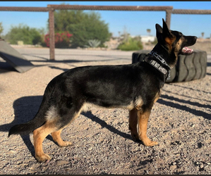 German Shepherd Dog Dog Breeder near FALL RIVER, KS, USA