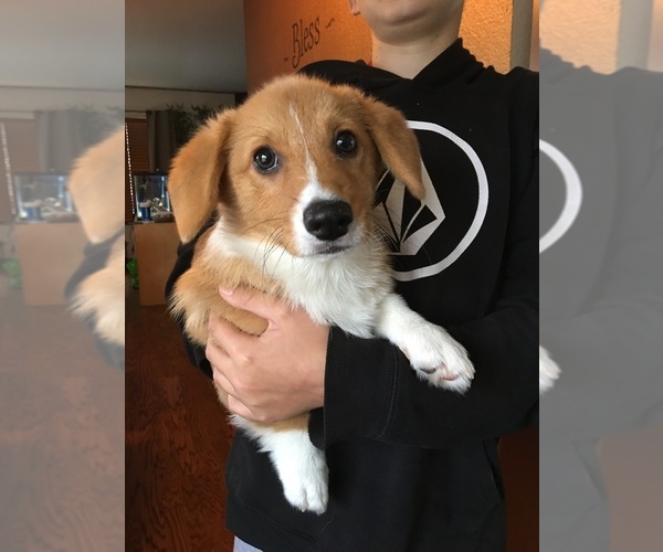 Medium Photo #1  Breeder Profile in RANCHO BERNARDO, CA, USA