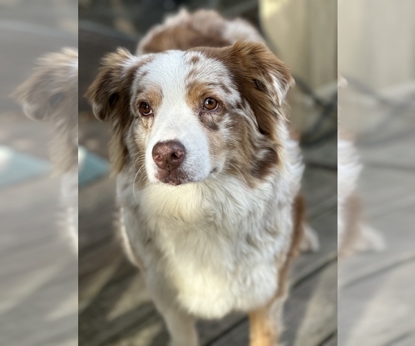 Medium Photo #3  Breeder Profile in BETHANY, CT, USA