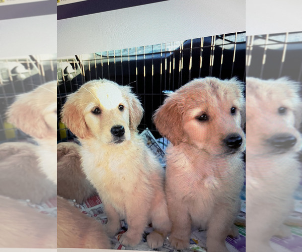 Medium Photo #1  Breeder Profile in SPRING HILL, FL, USA