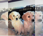 Small breeder photo