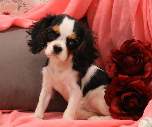 Medium Photo #3  Breeder Profile in THORP, WI, USA