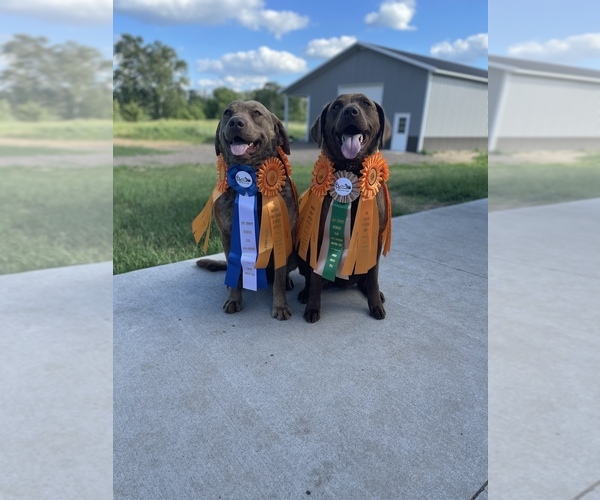 Medium Photo #1  Breeder Profile in NORTH BRANCH, MN, USA