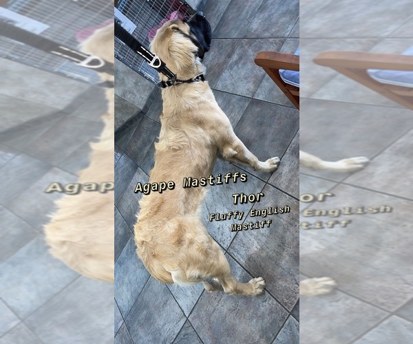 Medium Photo #10  Breeder Profile in MORRISTON, FL, USA