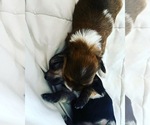 Small breeder photo