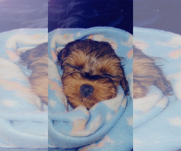 Medium Photo #5  Breeder Profile in ARLINGTON, TX, USA