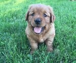 Small breeder photo