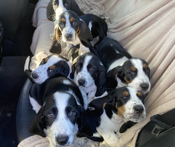 Medium Photo #1  Breeder Profile in OVIEDO, FL, USA