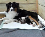Small #32 Breeder Profile image