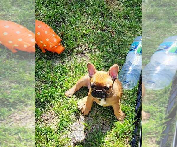 Medium Photo #6  Breeder Profile in NORTH BRANCH, MN, USA