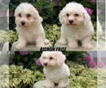 Small Photo #9  Breeder Profile in GOSHEN, IN, USA